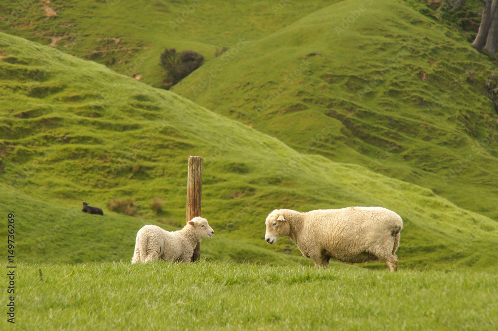 Obraz premium Mutter mit Lamm neben Holzpfosten