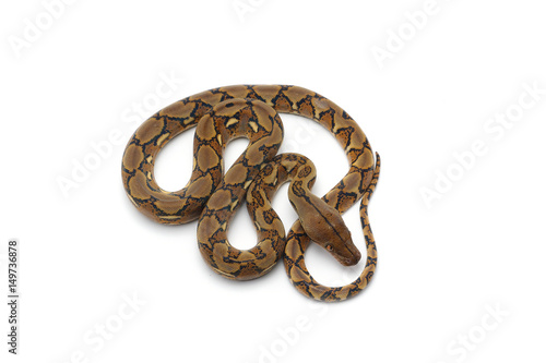 reticulated python isolated on white background