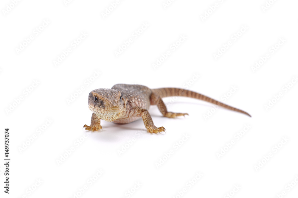 Naklejka premium Savannah monitor lizard varan isolated on white background