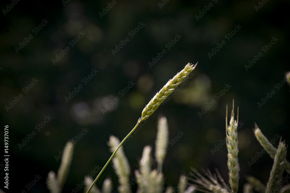 Almora stalk of wheat
