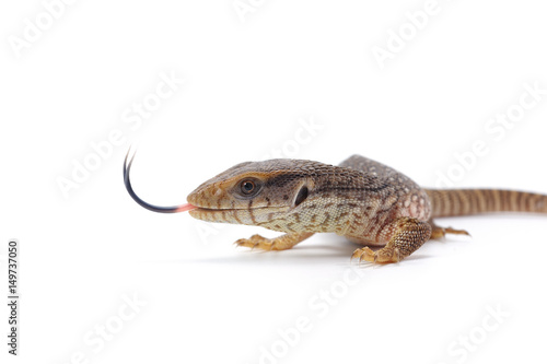 Savannah monitor lizard varan isolated on white background