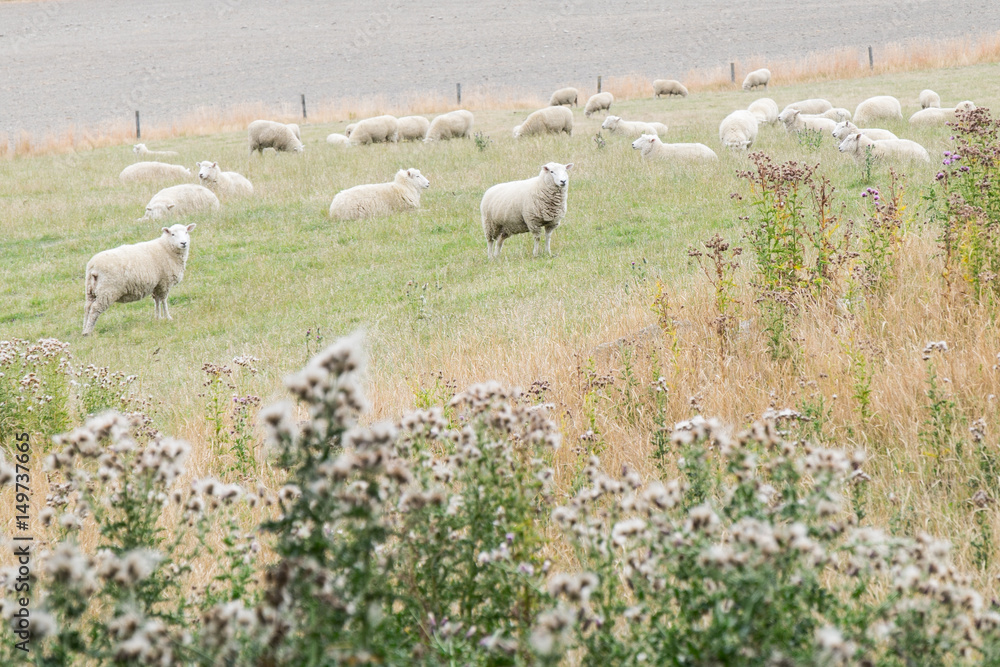 Fototapeta premium Flock of Sheep, New Zealand