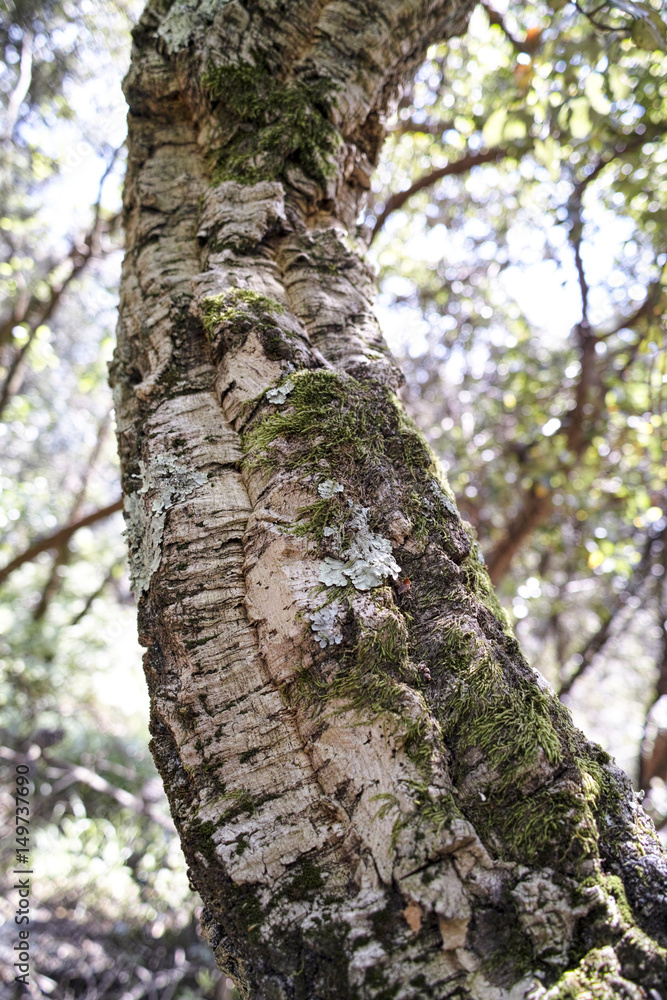 detail of meditteranean cork tree detail of meditteranean cork tree