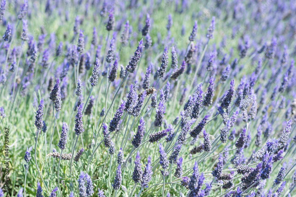 Obraz premium Detail of Lavandula flowering