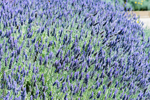 Fototapeta Naklejka Na Ścianę i Meble -  Detail of Lavandula flowering