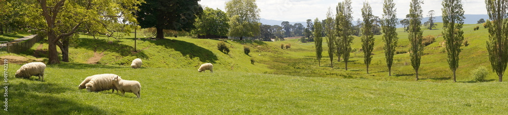 Schafe liegen auf Grashügel