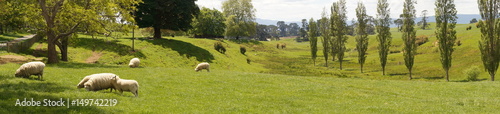 Schafe liegen auf Grash  gel