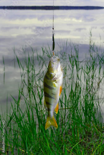 Freshly caught freshwater perch hanging on a leash