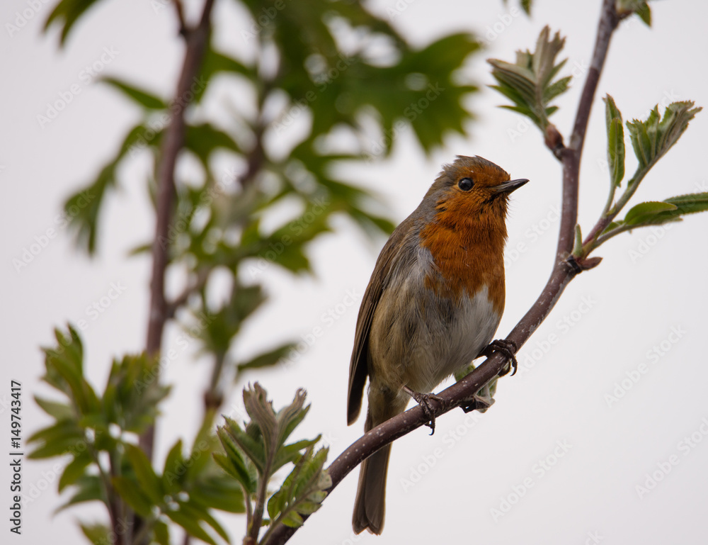 Christmas robin perched on a branch Christmas robin perched on a branch