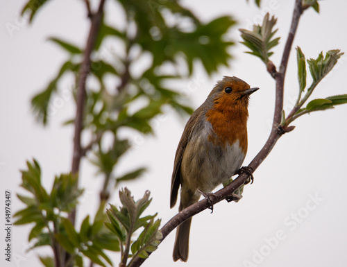 Christmas robin perched on a branch © Alex