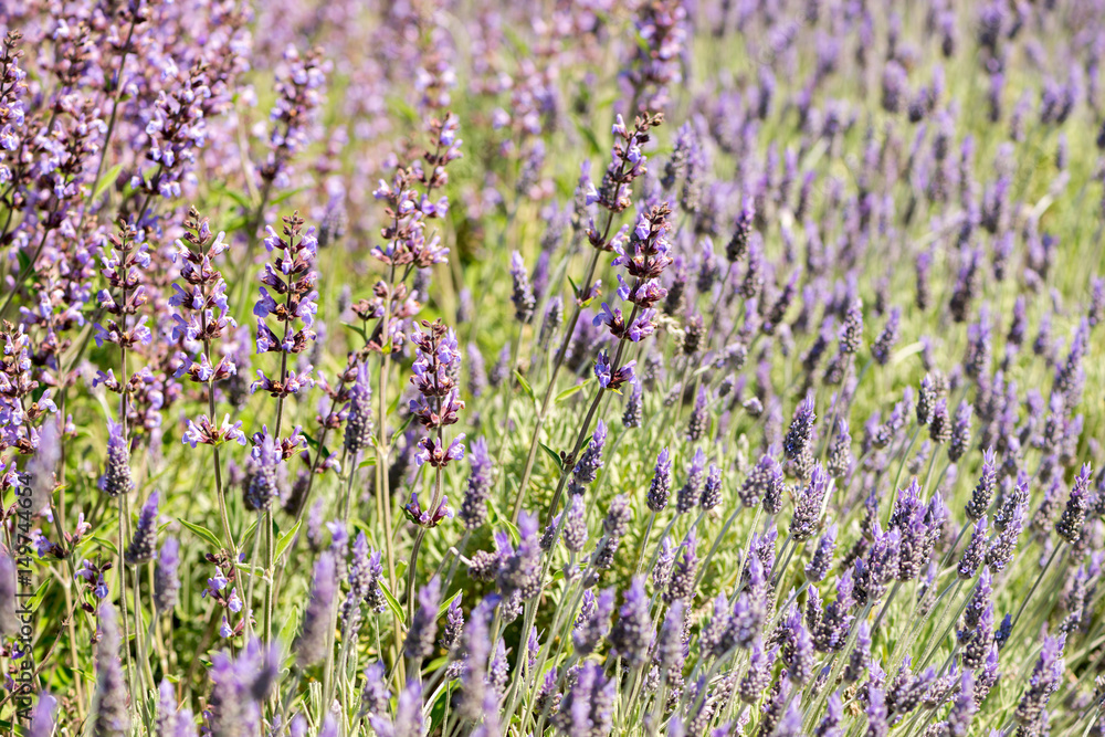 Detail of Lavandula flowering