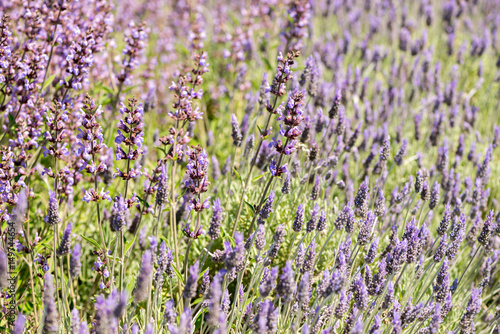 Fototapeta Naklejka Na Ścianę i Meble -  Detail of Lavandula flowering