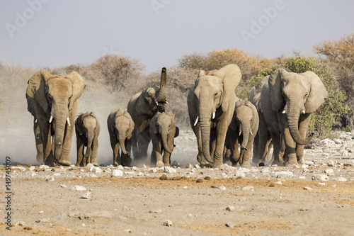 elephants in the savannah of the Etosha national park