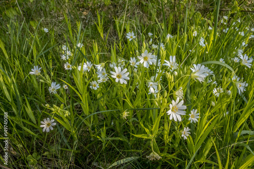 Cerastium arvense