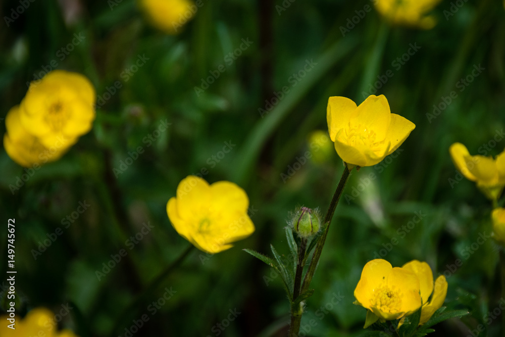 Springtime field with vivid yellow buttercups against grass Springtime field with vivid yellow buttercups against grass