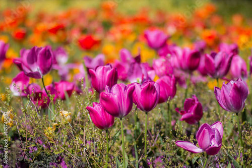 campo di tulipani © al85