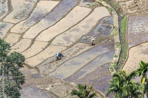 farmer works on rice paddies in terracced fields photo