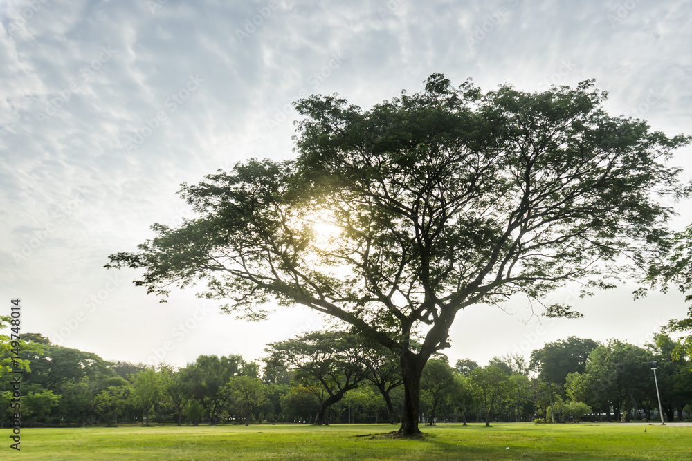 Obraz premium Green trees during the morning sunrise in the park.