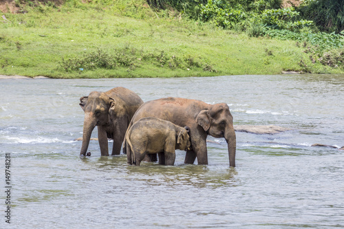 Photography elephants in the river Maha Oya at pinnawala