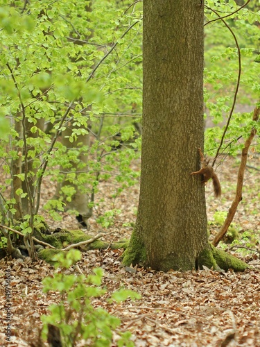 Tableau sur toile Eichhörnchen (Sciurus vulgaris) an Baumstamm