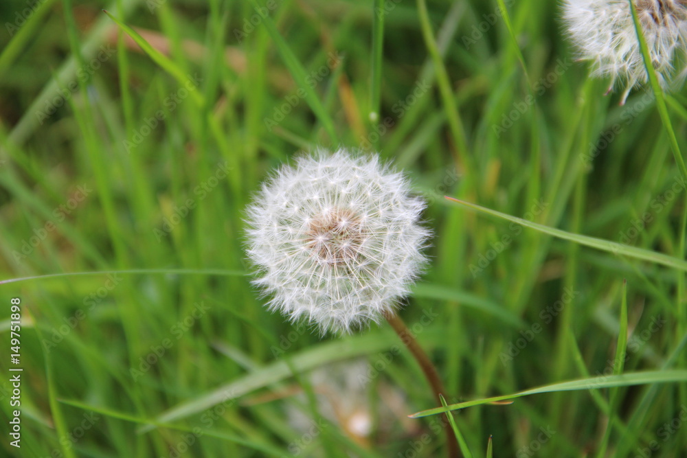Dandelion seed head isolated Dandelion seed head isolated