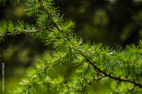 Branches of pine tree needles with soft green . © Ivan