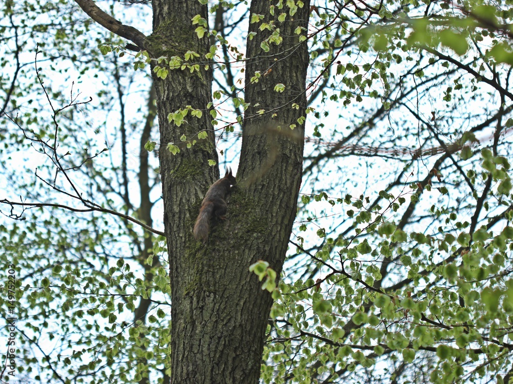 Eichhörnchen (Sciurus vulgaris) an Baumstamm
Eichhörnchen (Sciurus vulgaris) an Baumstamm