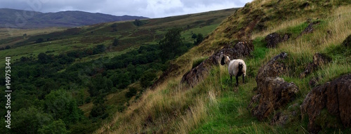Schaf auf Wanderweg in Schottland
