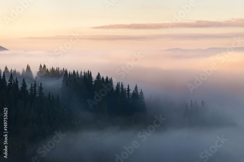 Forest in the mountains covered with fog