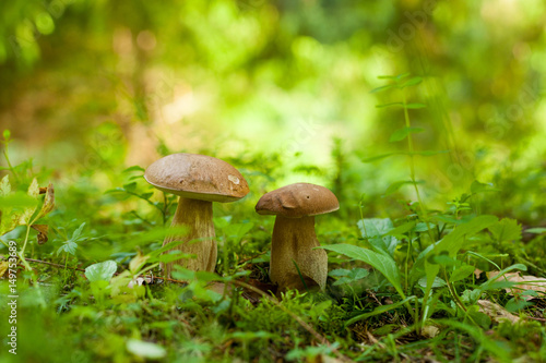 Two boletus mushrooms growing in the green forest