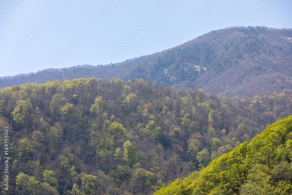Spring forest in the mountains with blue sky