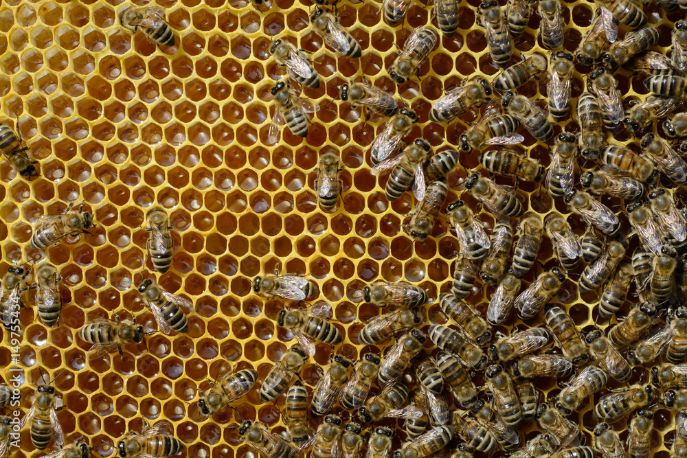 Bees on honeycomb processed fresh nectar into honey. Apiculture. Bees on honeycomb processed fresh nectar into honey. Apiculture.