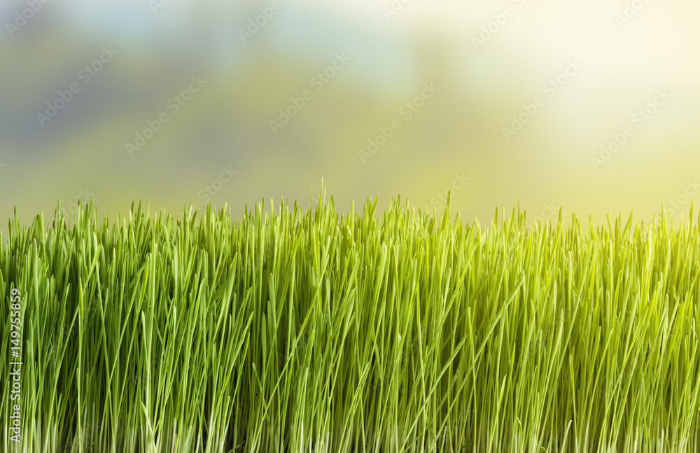 Obraz premium The grass in the background blurred natural landscape