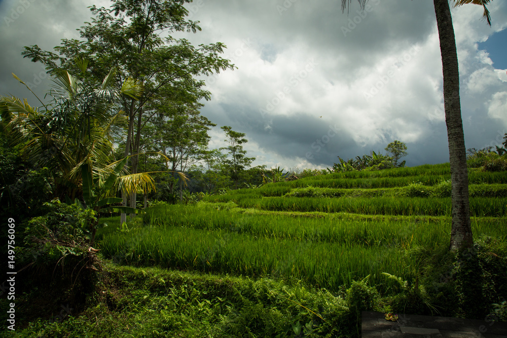 Fototapeta premium Rizières de Bali