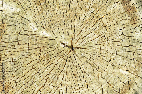 Textured bark of a hardwood tree, poplar