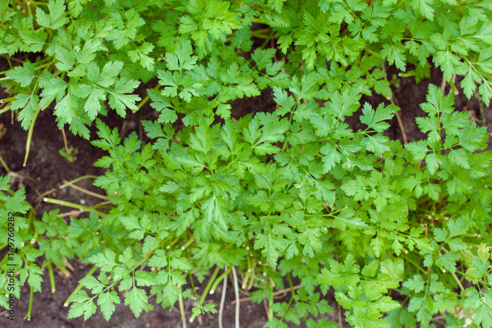 Green parsley in the garden Green parsley in the garden