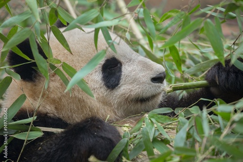 Fototapeta Naklejka Na Ścianę i Meble -  Giant panda eating bamboo
