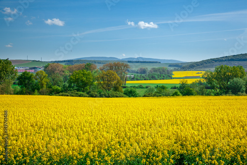 Yellow field rapeseed