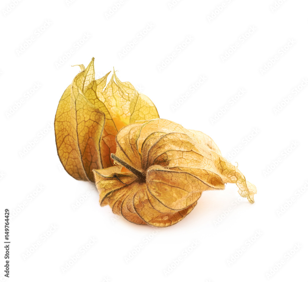 Two physalis fruits with husk Two physalis fruits with husk