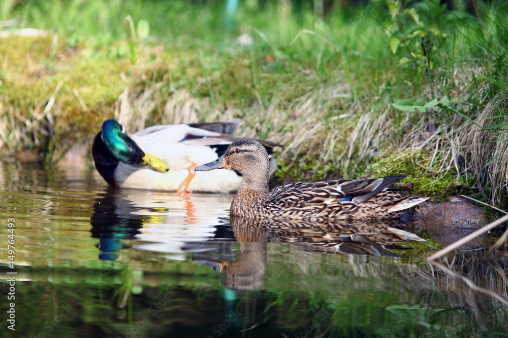Fototapeta premium para kaczek krzyżówek płynie