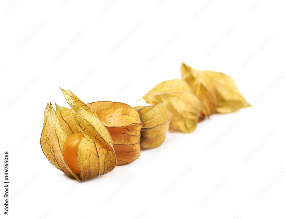 Line of physalis fruits isolated Line of physalis fruits isolated