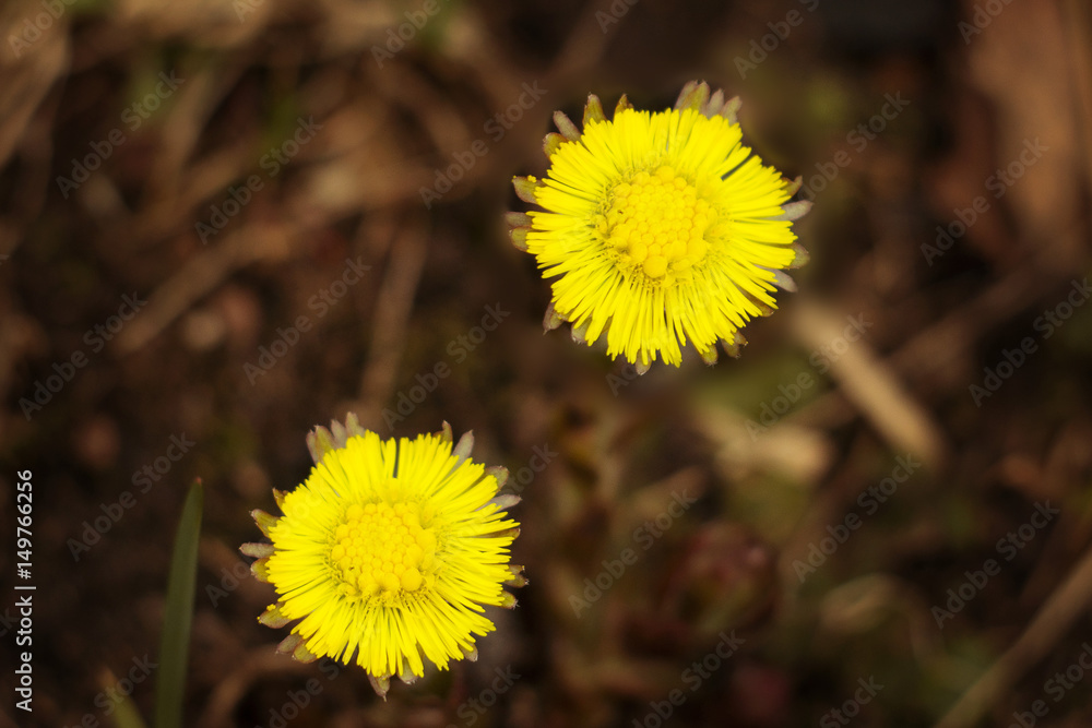 Two flowers foalfoot in a meadow close up Two flowers foalfoot in a meadow close up