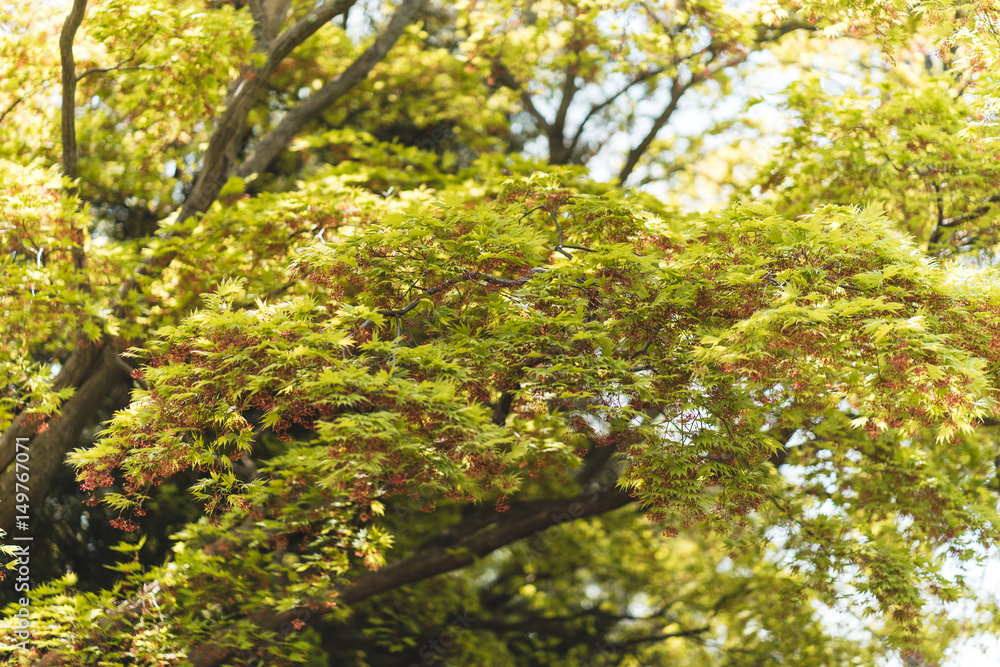 Fototapeta premium Floers