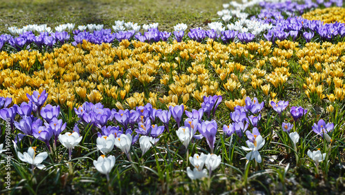 Фиолетовые, жёлтые и белые крокусы на клумбе весной.
