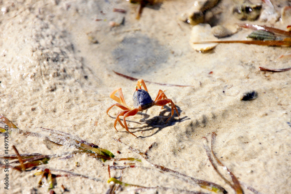 Rote Krabbe in Thailand bei Ebbe am Meer Rote Krabbe in Thailand bei Ebbe am Meer