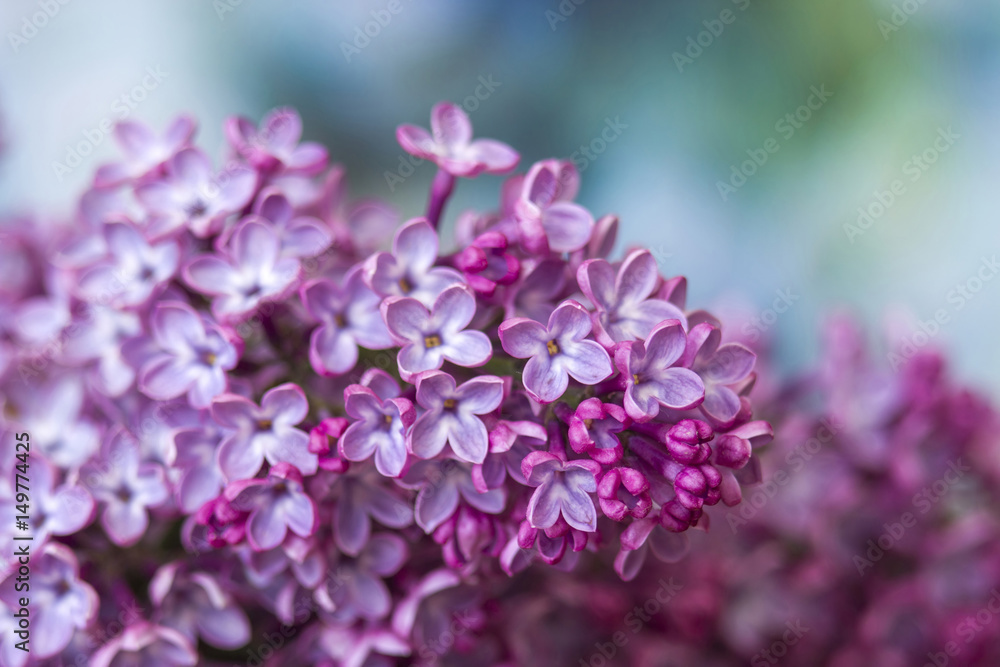 Blooming lilac flowers. Macro photo. Blooming lilac flowers. Macro photo.