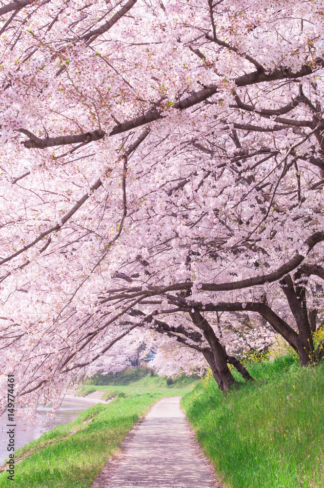 Sakura tree in the park.Japan