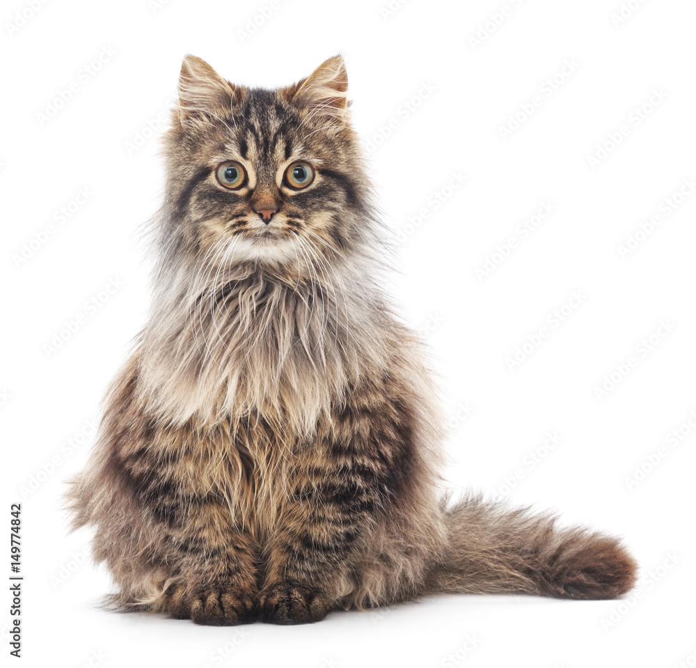 Brown cat. Brown cat.