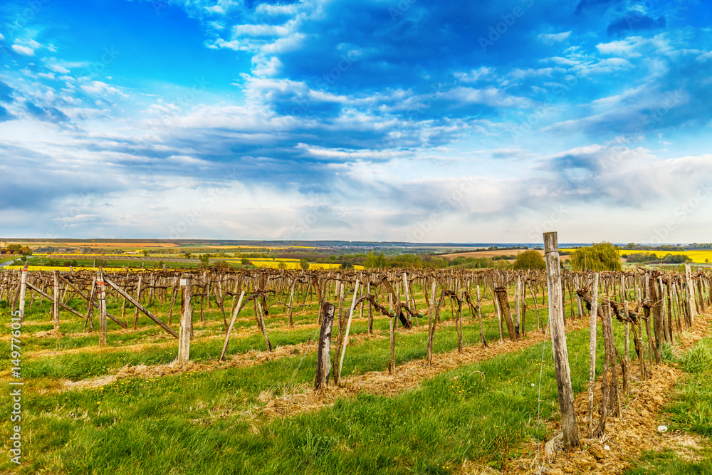 Fototapeta premium Beautiful grape field