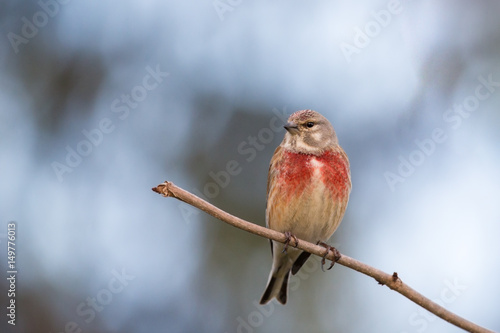Common linnet - Carduelis cannabina on a branch looking in camera.
